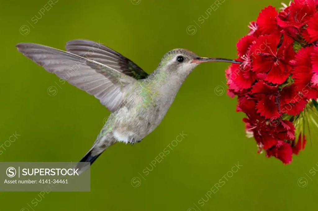 broad-billed hummingbird in flight cynanthus latirostris female feeding on sweet william (dianthus sp.) arizona, usa