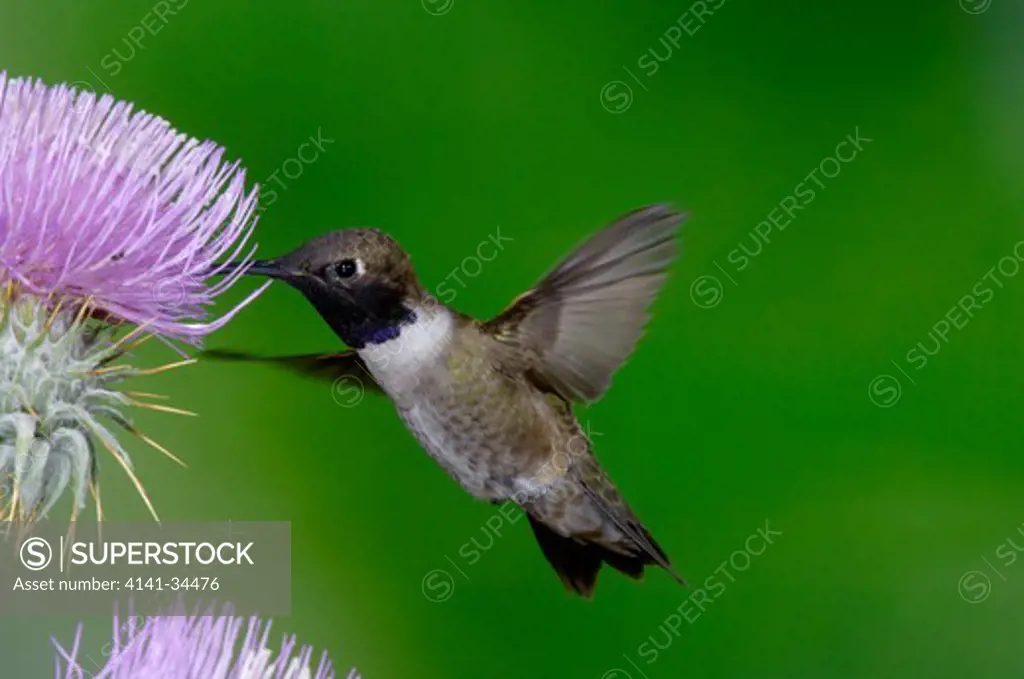 black-chinned hummingbird in flight archilochus alexandri feeding on thistle flowers arizona, usa
