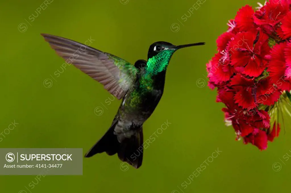 magnificent hummingbird in flight eugenes fulgens adult feeding on sweet william (dianthus sp.) flowers arizona, usa