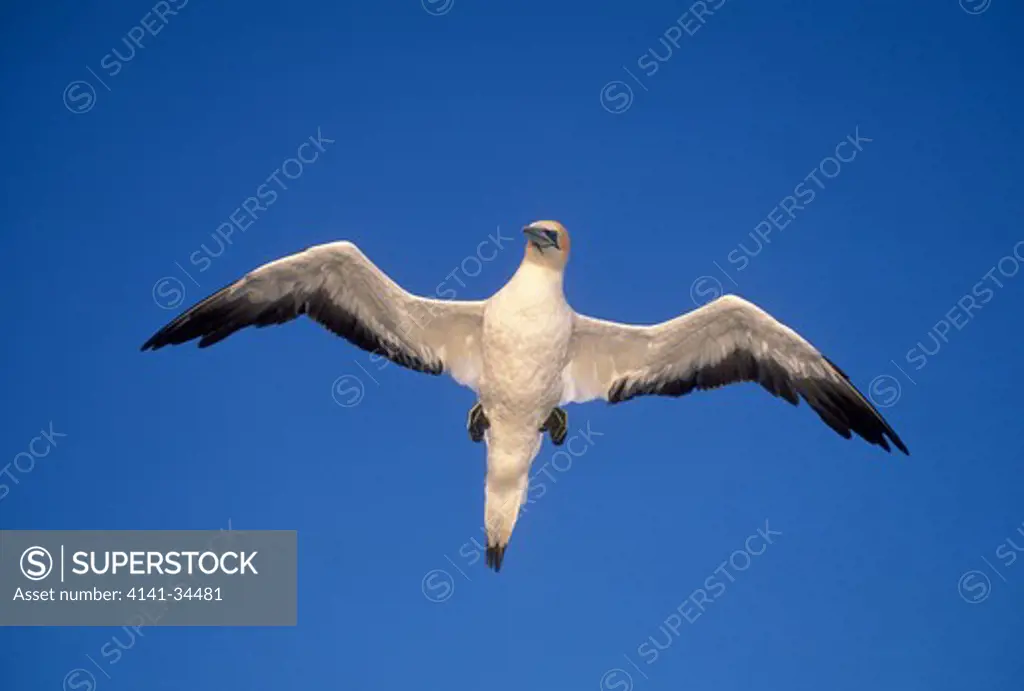 australian gannet in flight morus serrator victoria, australia