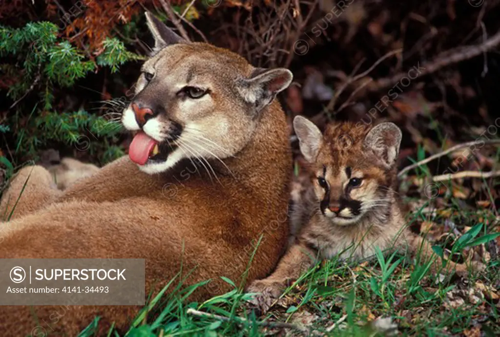 puma or cougar mother with young felis concolor captive, usa