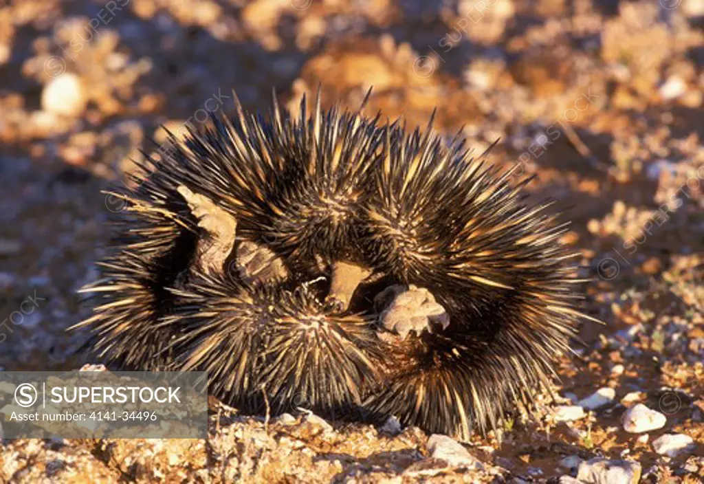 echidna tachyglossus aculeatus in protective rolled-up position new south wales, australia