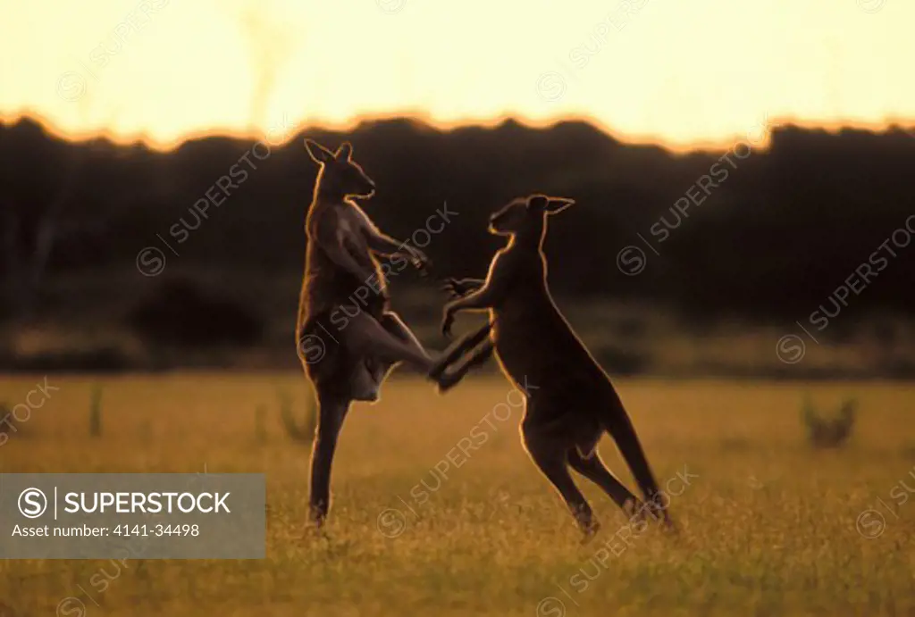 eastern grey kangaroo macropus giganteus males boxing tasmania, australia