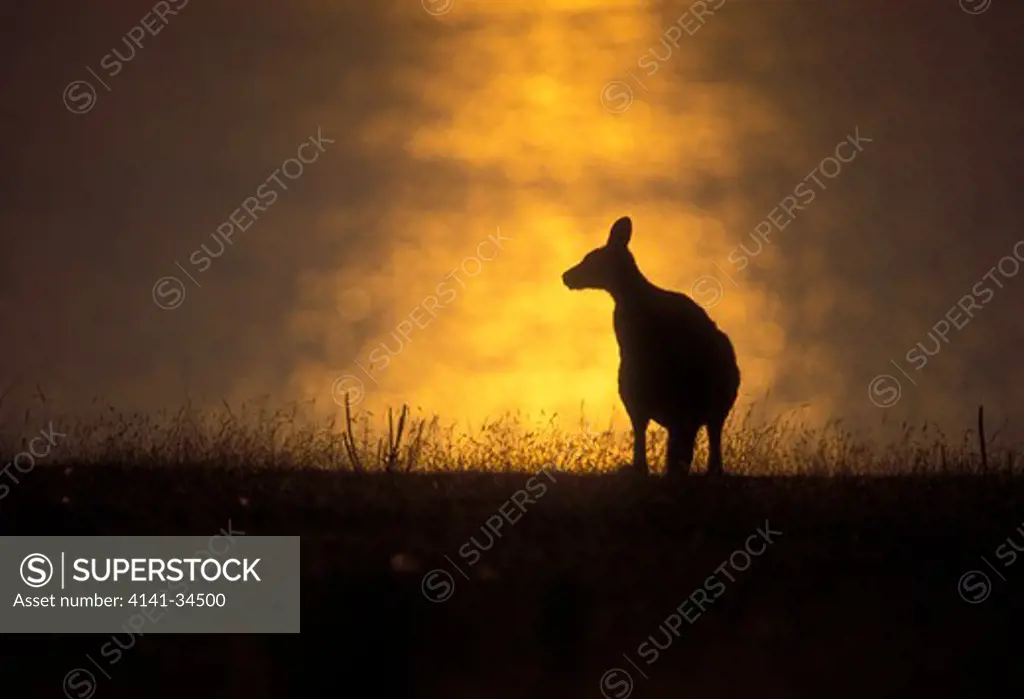 eastern grey kangaroo at sunset macropus giganteus tasmania, australia