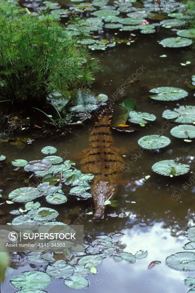 freshwater crocodile crocodylus johnstoni northern territory, australia