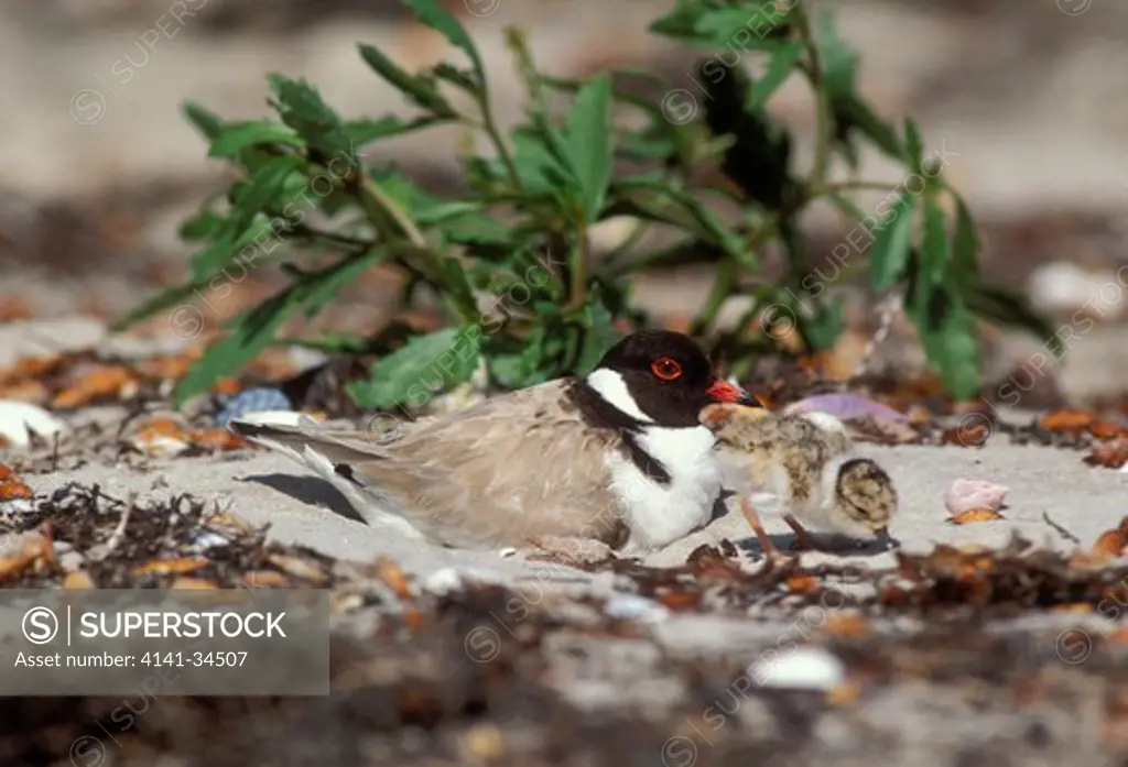 hooded plover thinornis rubricollis at nest with young chick tasmania, australia