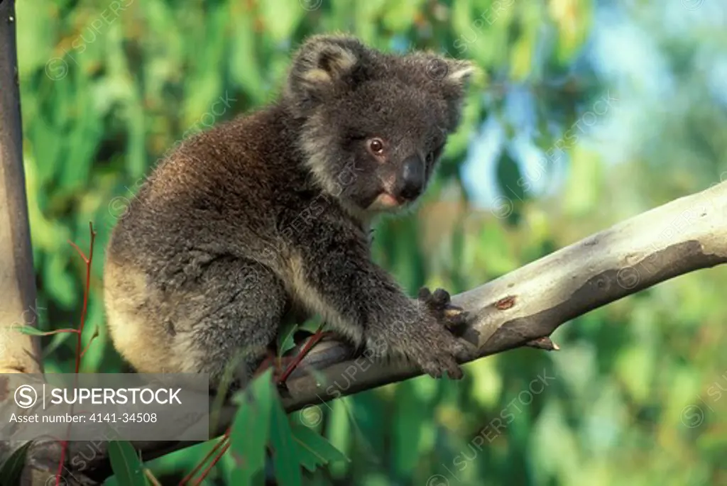 koala phascolarctos cinereus victoria, australia