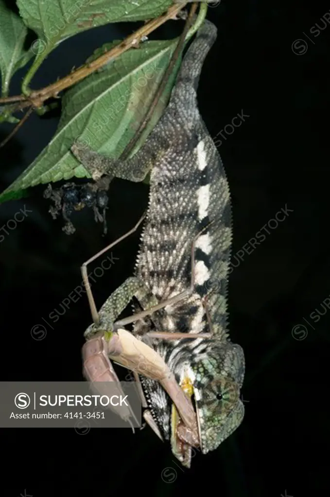panther chameleon young furcifer pardalis eating praying mantis prey madagascar.