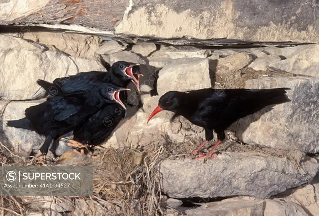 red-billed chough pyrrhocorax pyrrhocorax feeding chicks at nest in ruined building spain