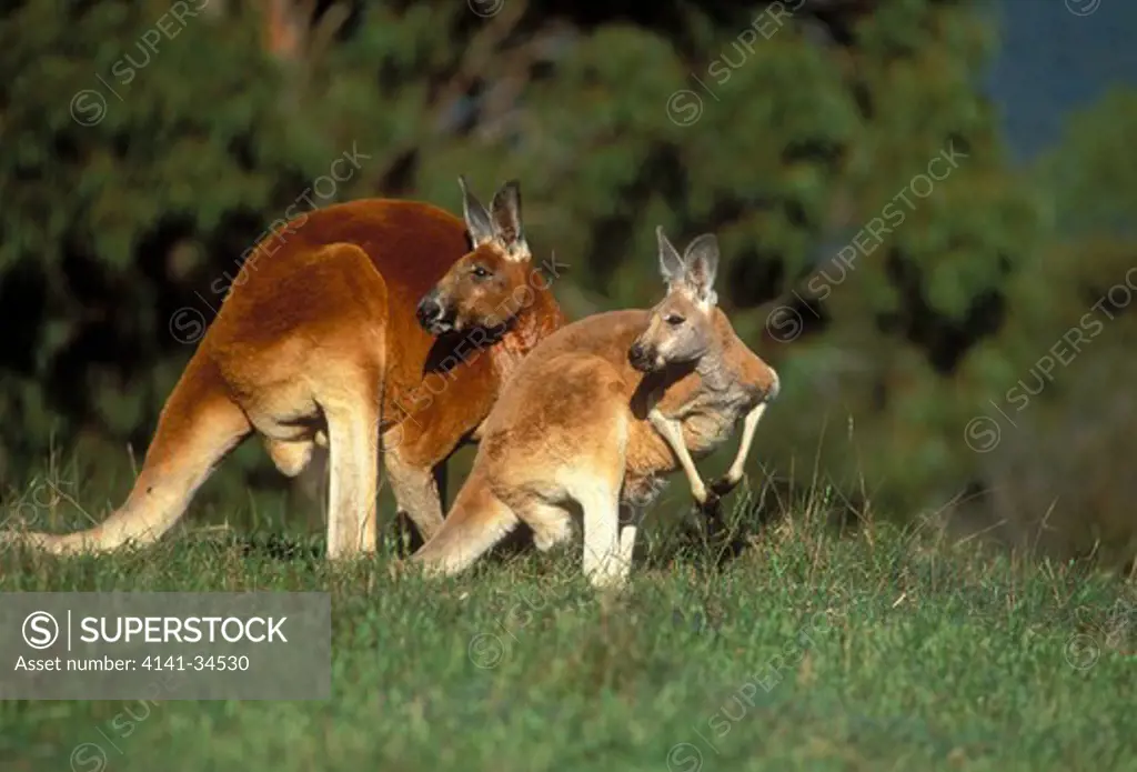 red kangaroo macropus rufus male and female victoria, australia