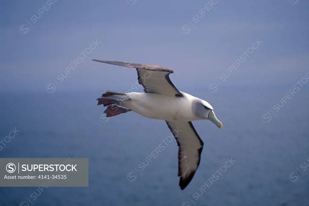 shy albatross in flight diomedea cauta albatross island, tasmania
