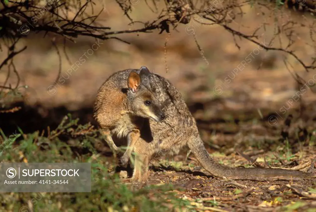 tammar wallaby macropus eugenii south australia