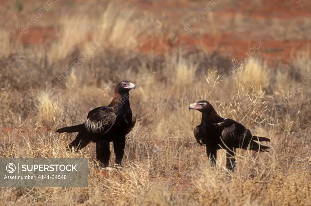 wedge-tailed eagle pair aquila audax tasmania