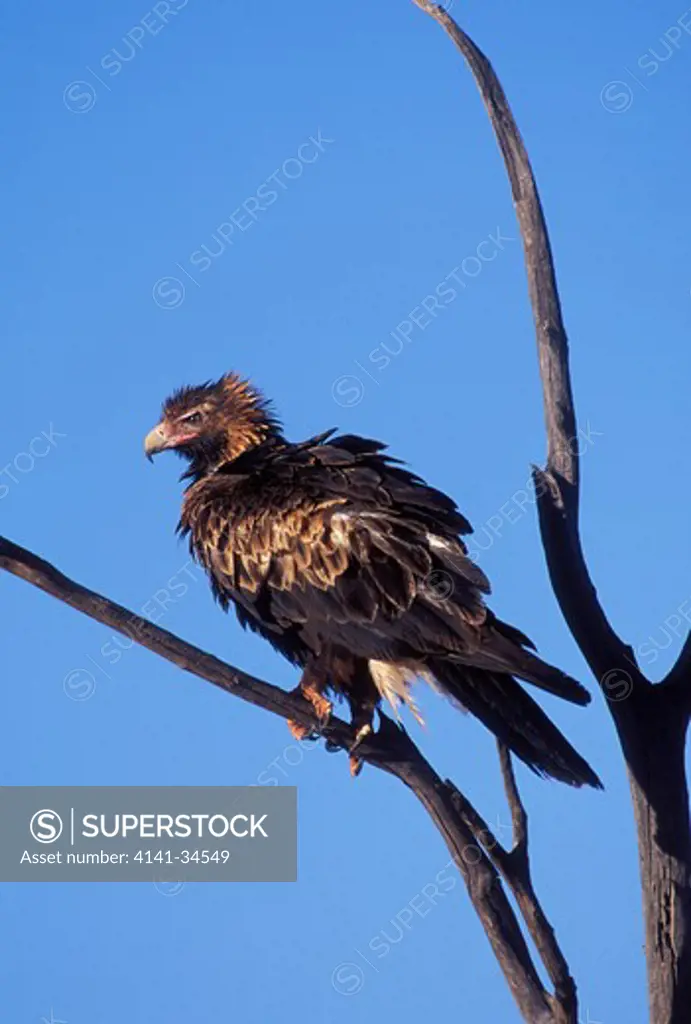 wedge-tailed eagle perched in tree aquila audax central australia