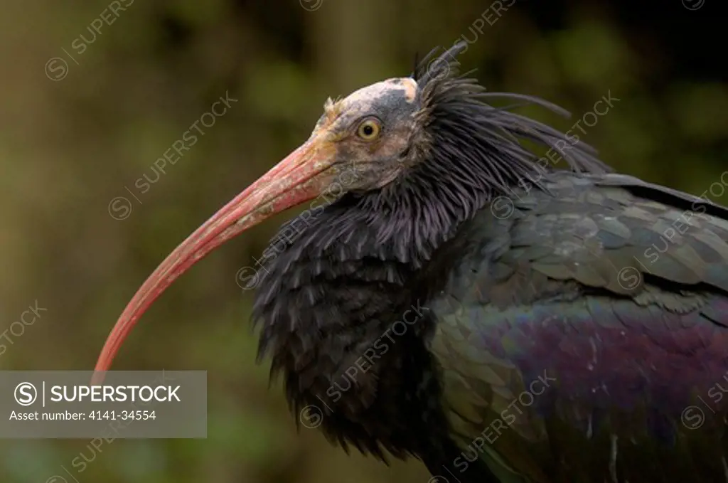 northern bald ibis or waldrapp geronticus eremita critically endangered species captive