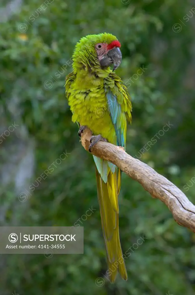 buffon's macaw ara ambigua captive.