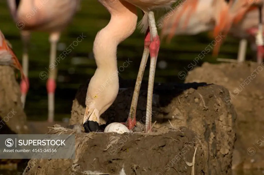 chilean flamingo at nest phoenicopterus chilensis captive.