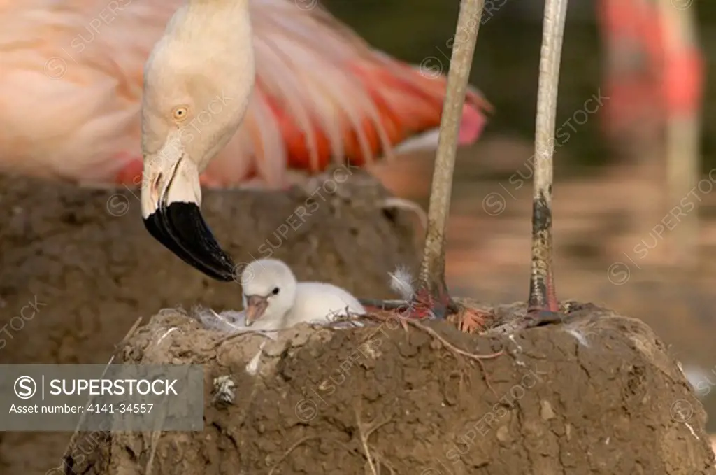 chilean flamingo at nest with young phoenicopterus chilensis captive.