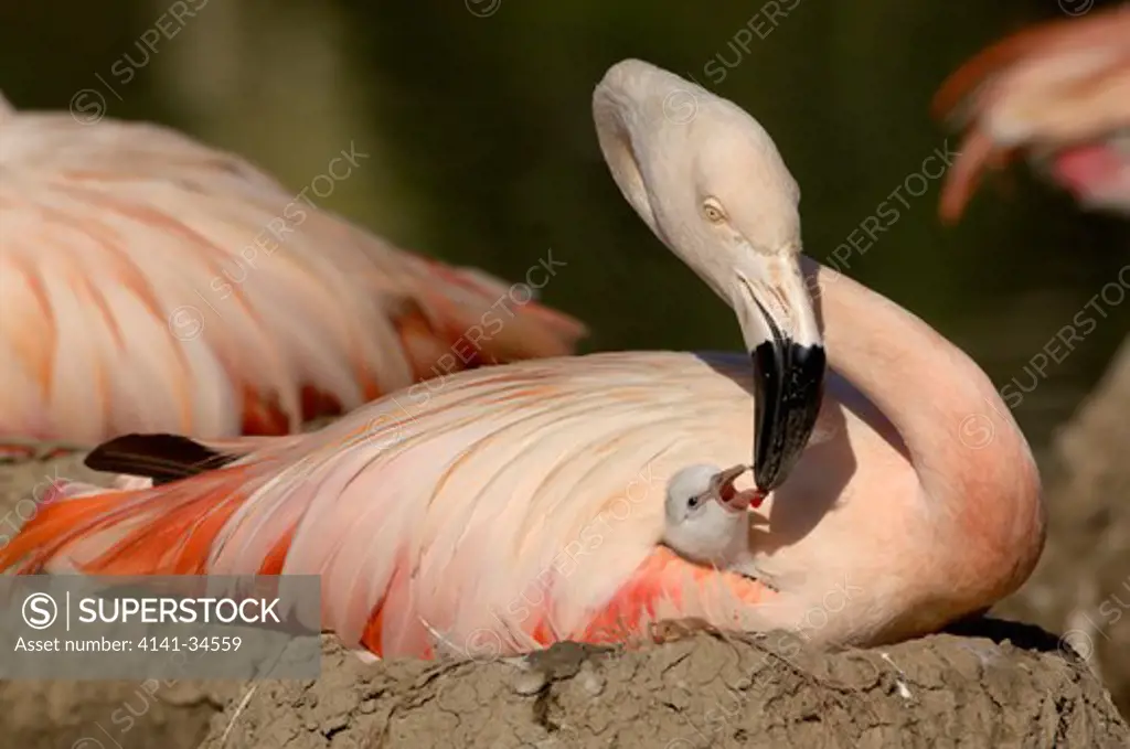 chilean flamingo feeding chick at nest phoenicopterus chilensis captive.