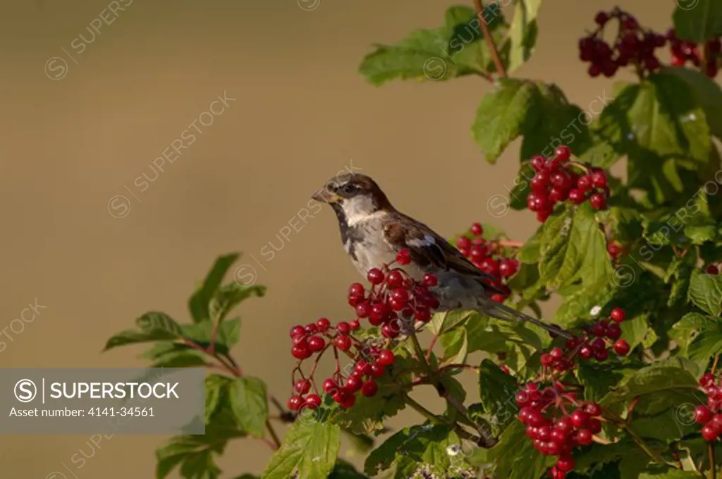 house sparrow passer domesticus uk.