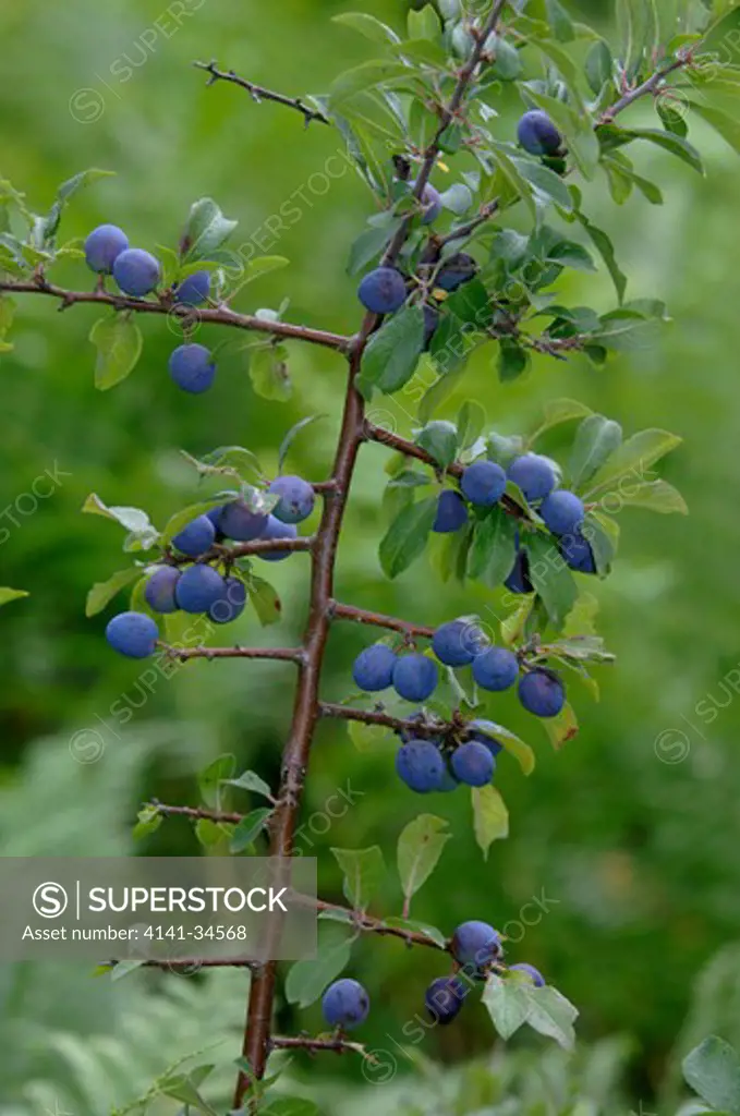 blackthorn with sloe berries prunus spinosa uk.