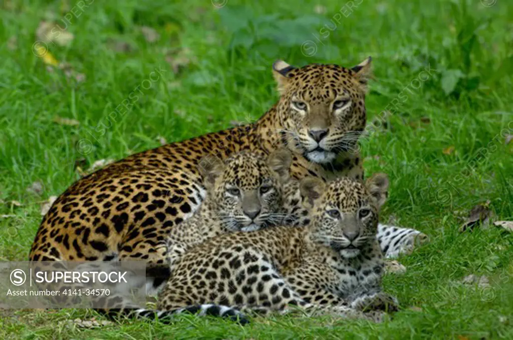 sri lankan leopard mother with cubs panthera pardus kotiya captive.