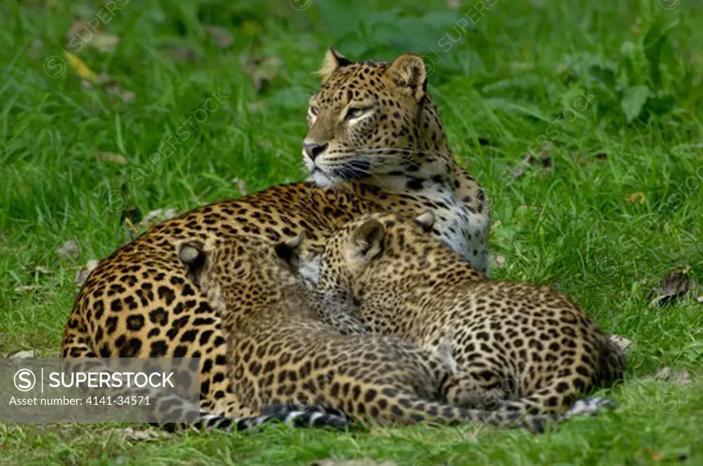 sri lankan leopard mother with suckling cubs panthera pardus kotiya captive.