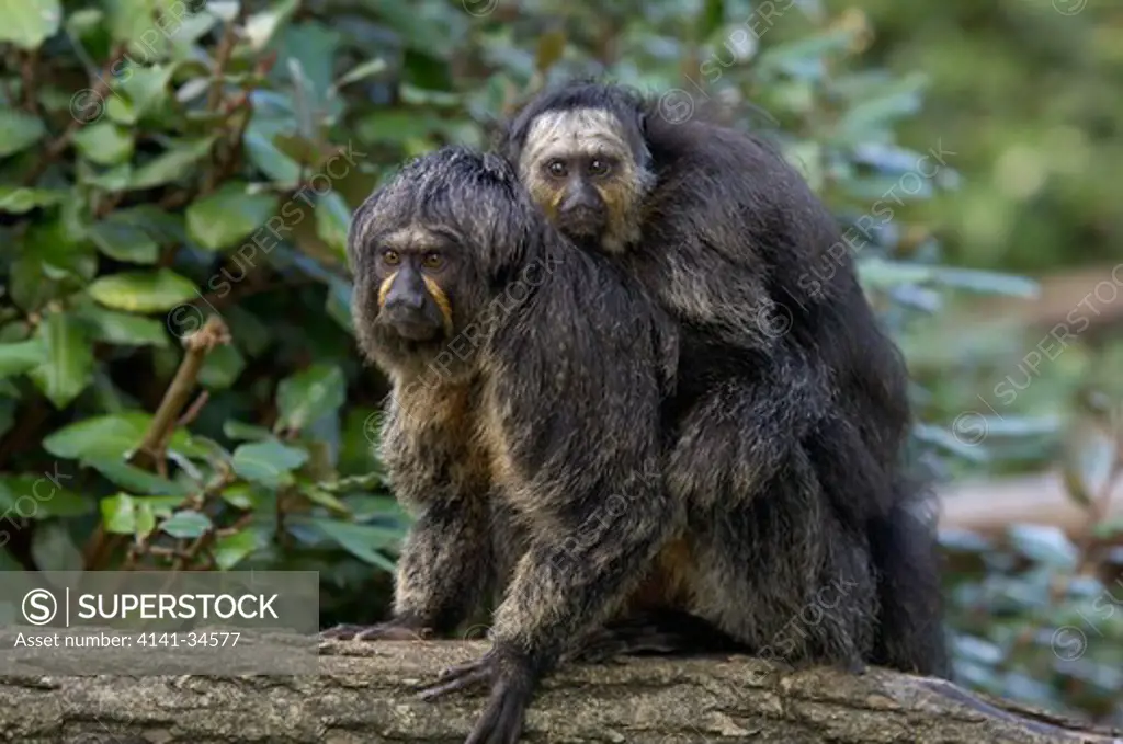 white-faced saki mother with young on back pithicia pithicia captive.