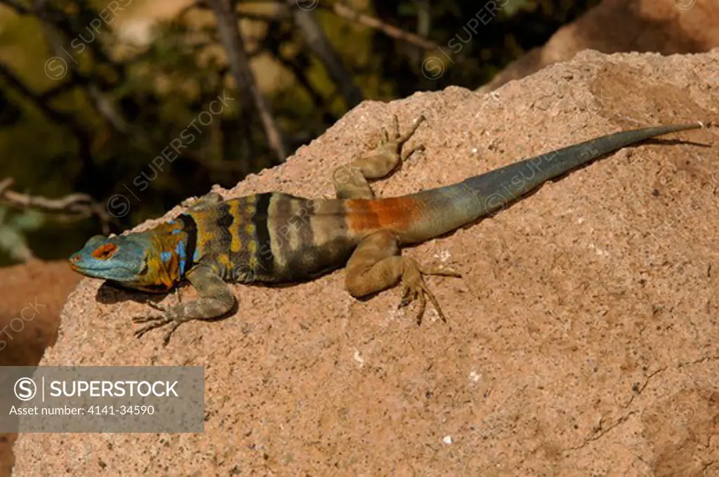 blue rock lizard petrosaurus thalassinus arizona, usa.
