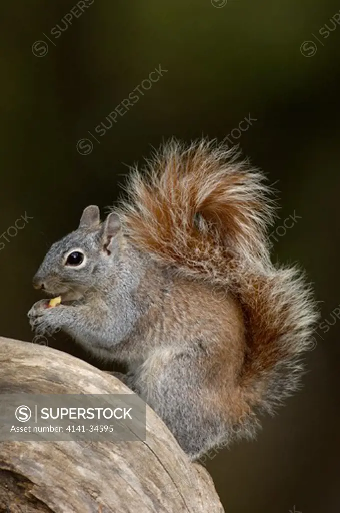 grey squirrel sciurus carolinensis arizona, usa.