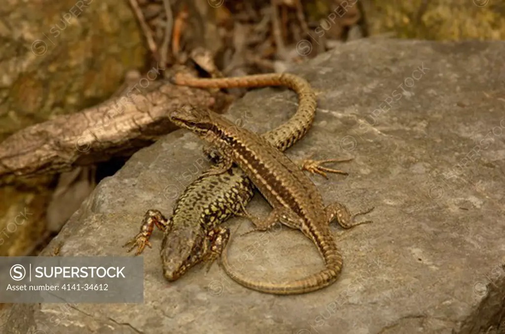 wall lizard male and female courtship behaviour podarcis muralis france. lacerta