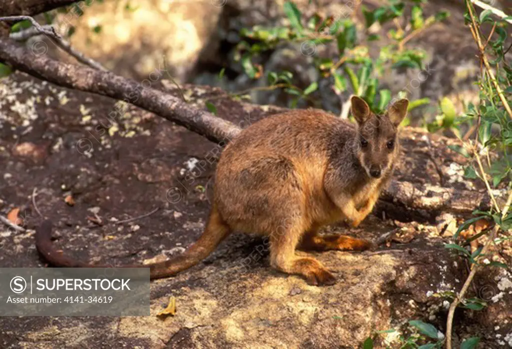allied rock-wallaby petrogale assimilis queensland, australia. 