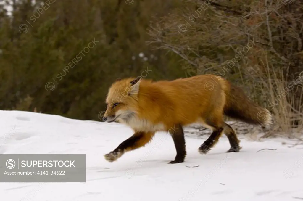 north american red fox in snow vulpes vulpes captive