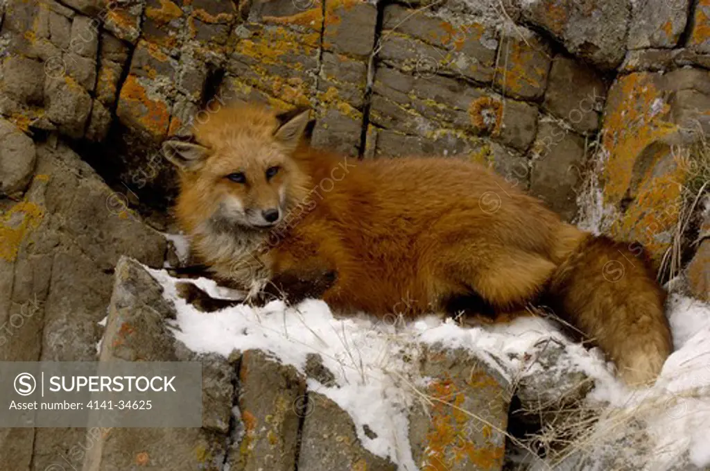north american red fox in snow vulpes vulpes captive