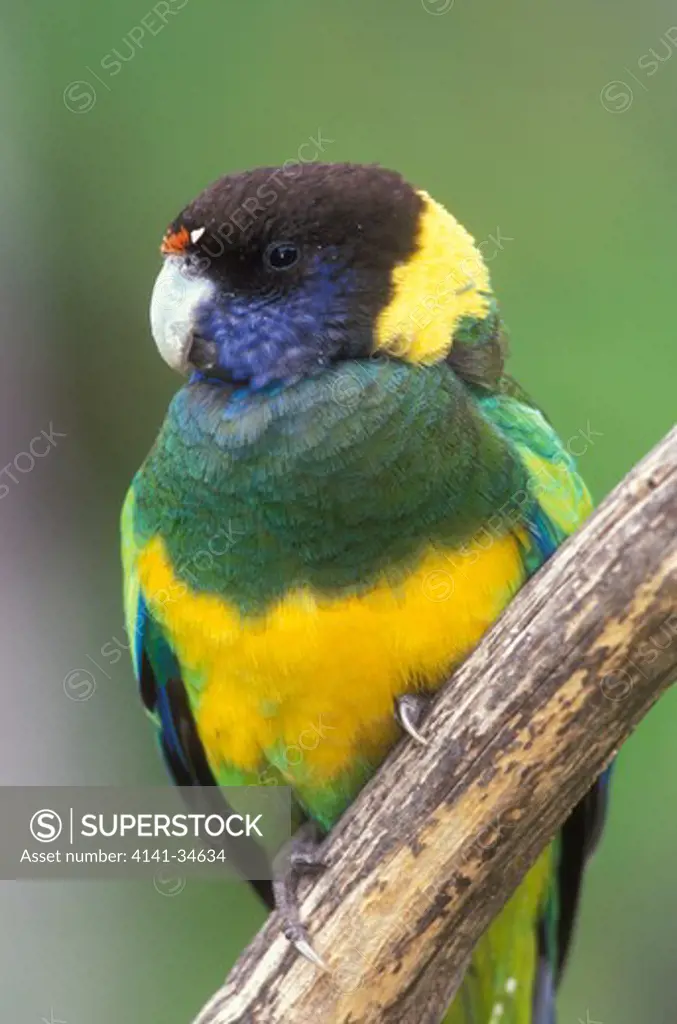 australian ringneck or port lincoln parrot barnadius zonarius western australia.