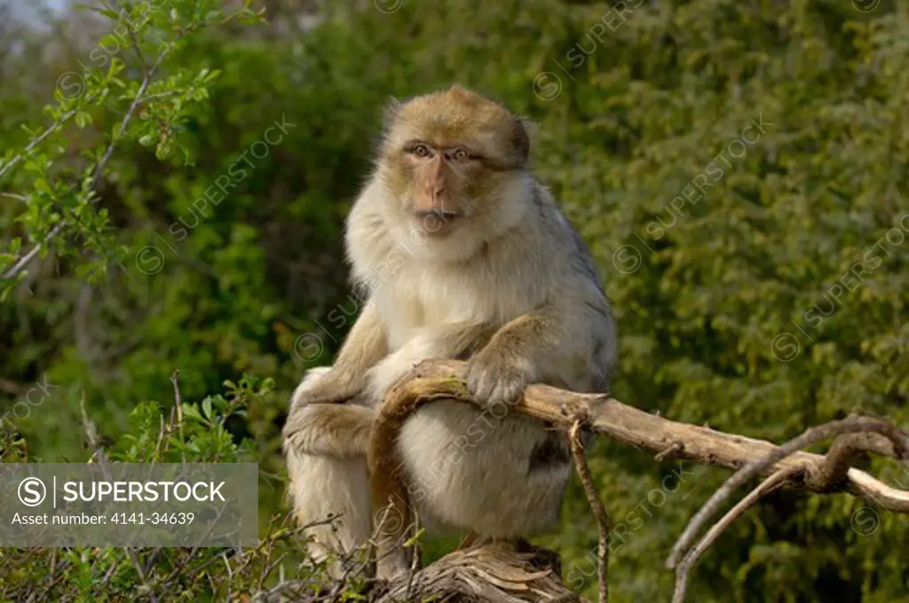 barbary macaque macaca sylvanus captive 
