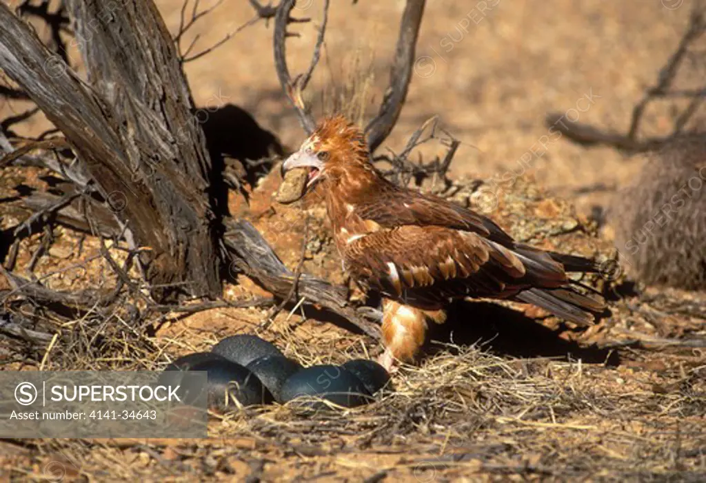 black-breasted buzzard hamirostra melanosternon preparing to break open emu eggs with stone central australia. 