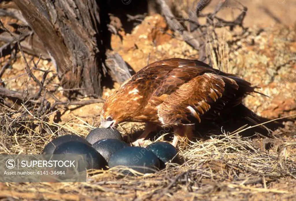 black-breasted buzzard hamirostra melanosternon drinking from emu egg recently broken open with stone central australia. 