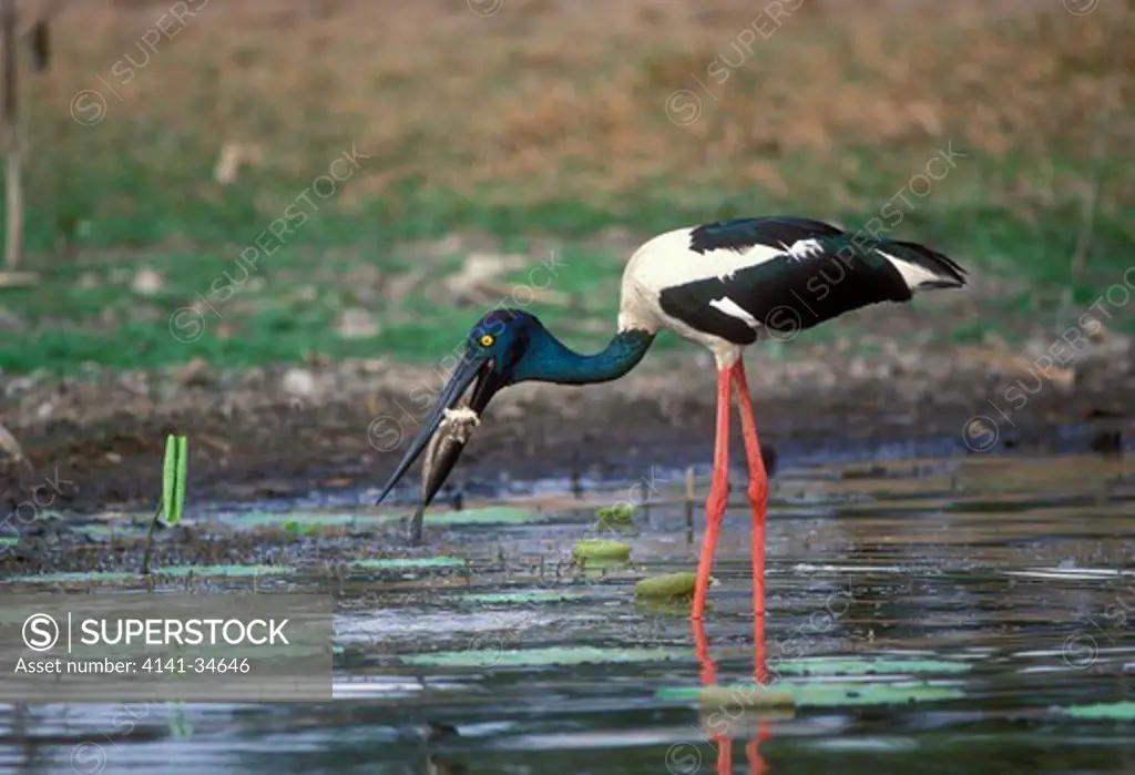 black-necked stork with fish prey ephippiorhynchus asiaticus northern territory, australia.