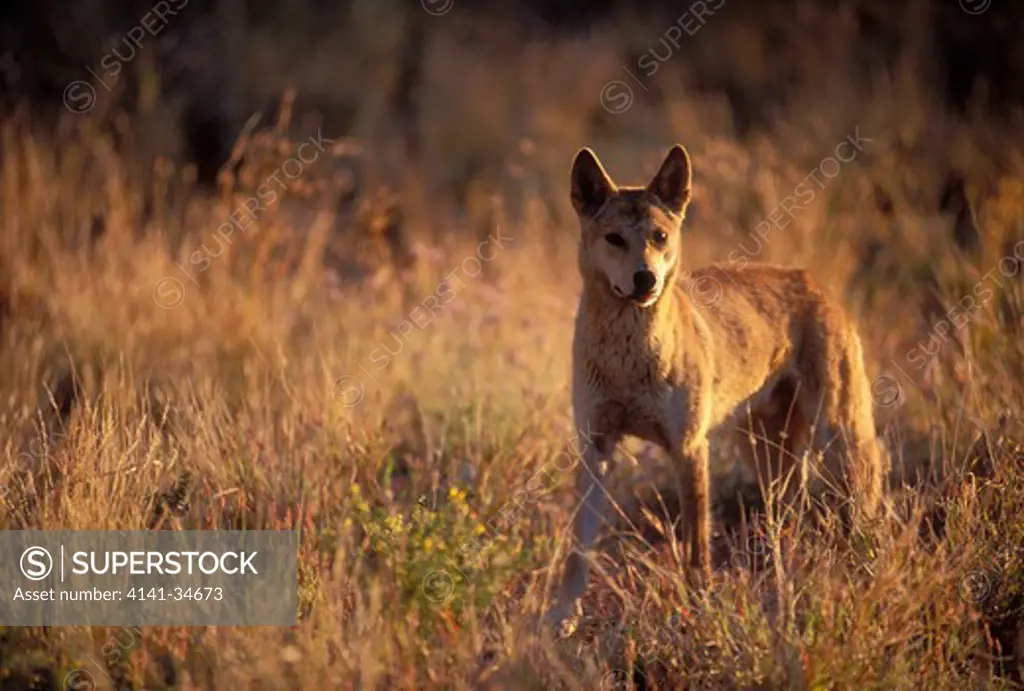 dingo canis familiaris dingo northern territory, australia. 