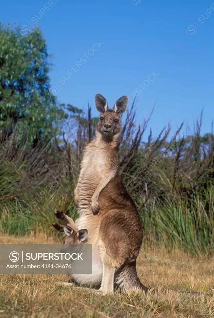 eastern grey kangaroo or forester macropus giganteus female and joey tasmania, australia. 