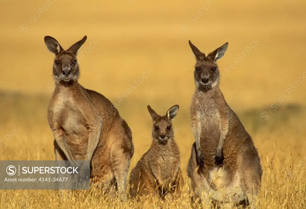 eastern grey kangaroo or forester macropus giganteus family group tasmania, australia. 