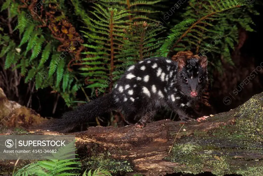 eastern quoll dark phase dasyurus viverrinus tasmania, australia. 