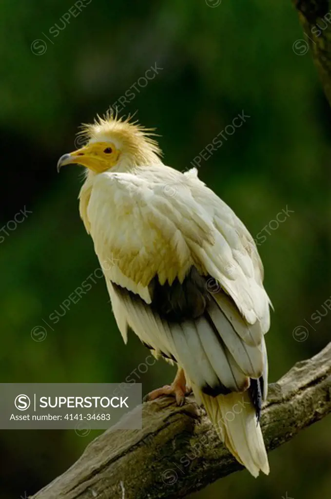 egyptian vulture neophron percopterus france. 