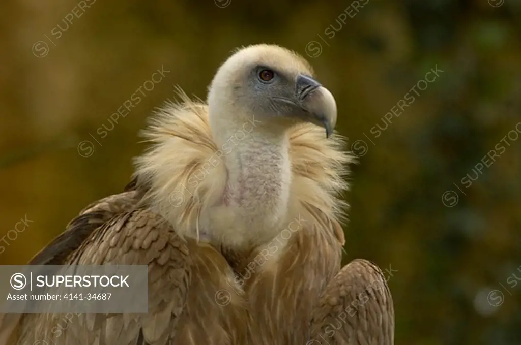 european griffon vulture gyps fulvus france. 