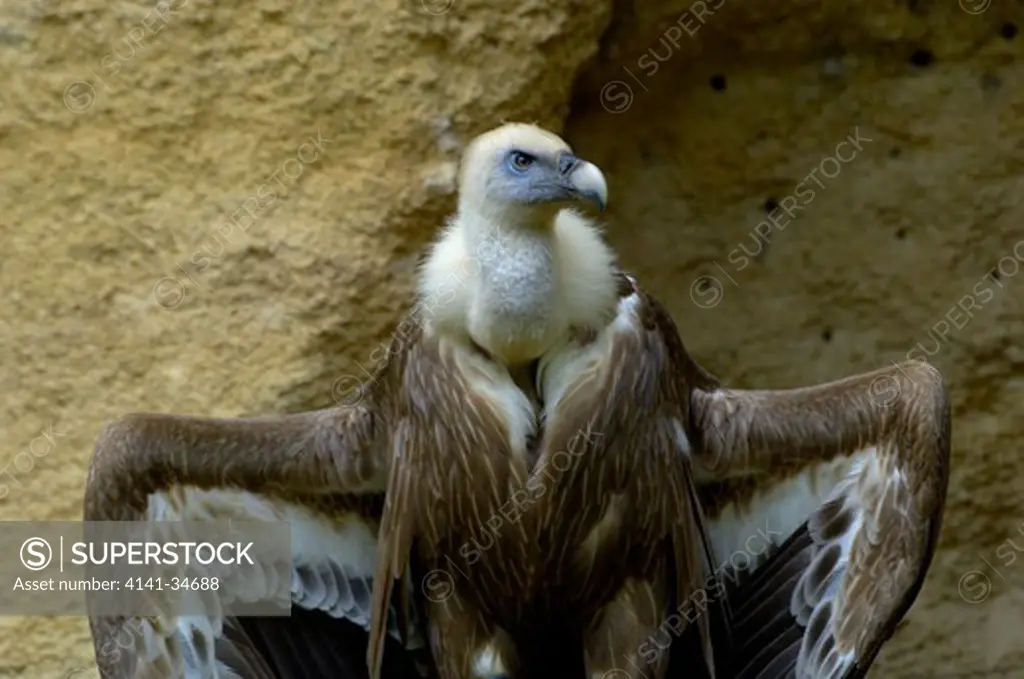 european griffon vulture gyps fulvus france. 