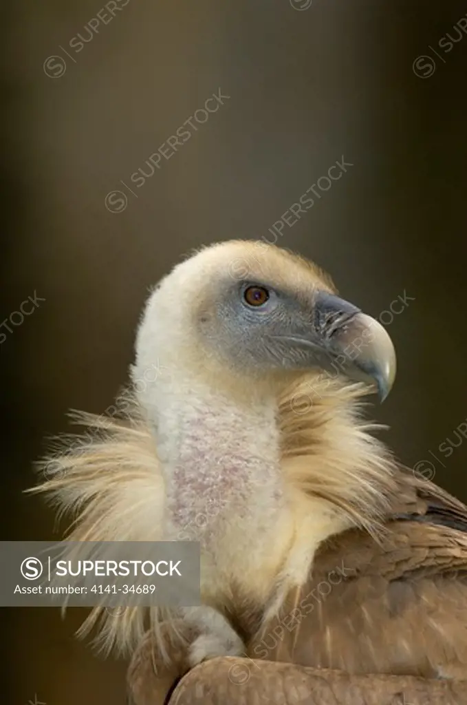 european griffon vulture gyps fulvus head detail france. 