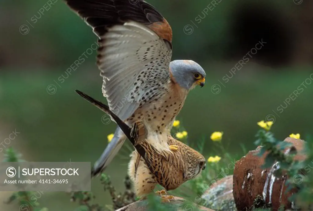 lesser kestrel pair mating falco naumanni spain. 