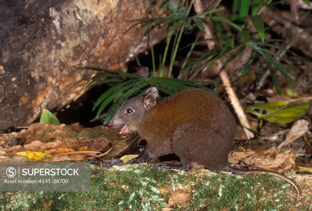 musky rat kangaroo hypsiprymnodon moschatus queensland, australia. 