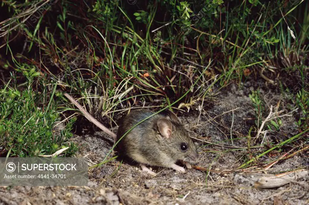 new holland mouse pseudomys novaehollandiae tasmania, australia. 